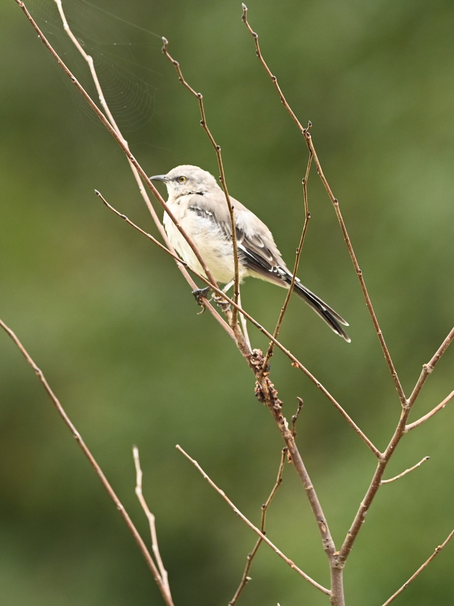 Northern Mockingbird - ML609385151