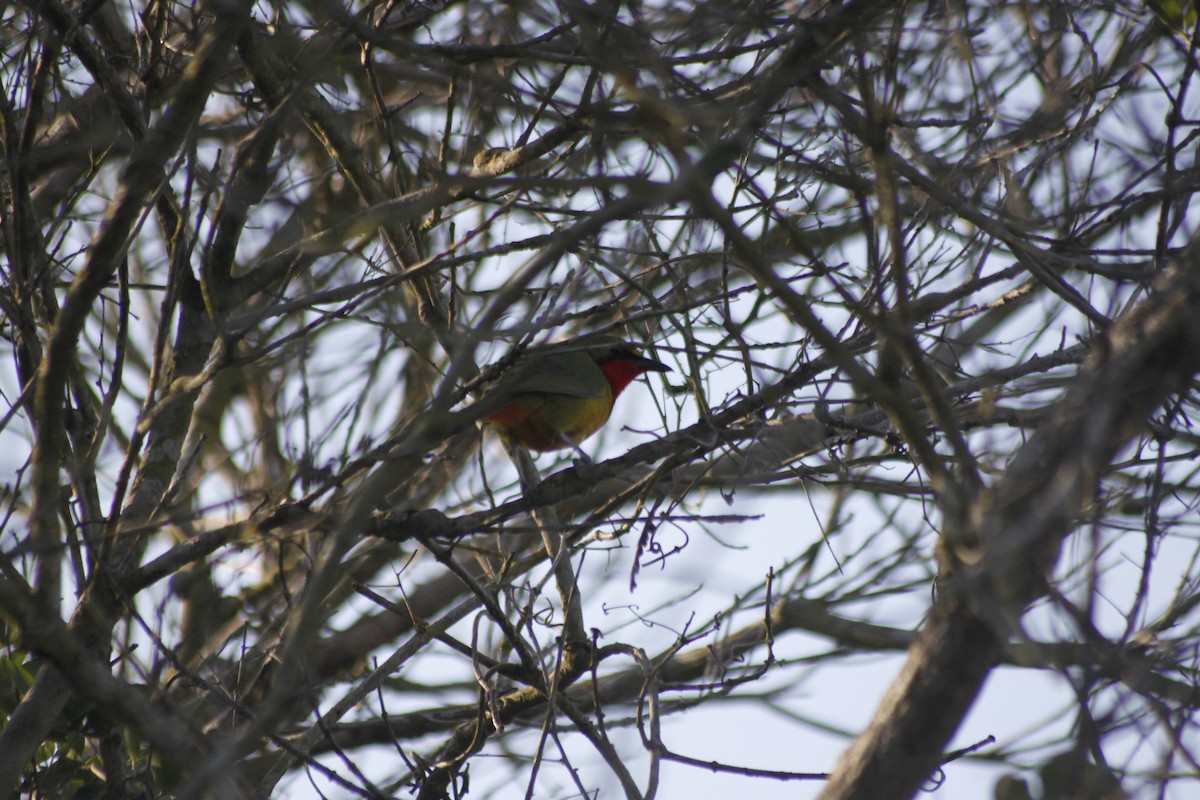 Four-colored Bushshrike (Four-colored) - ML609385386