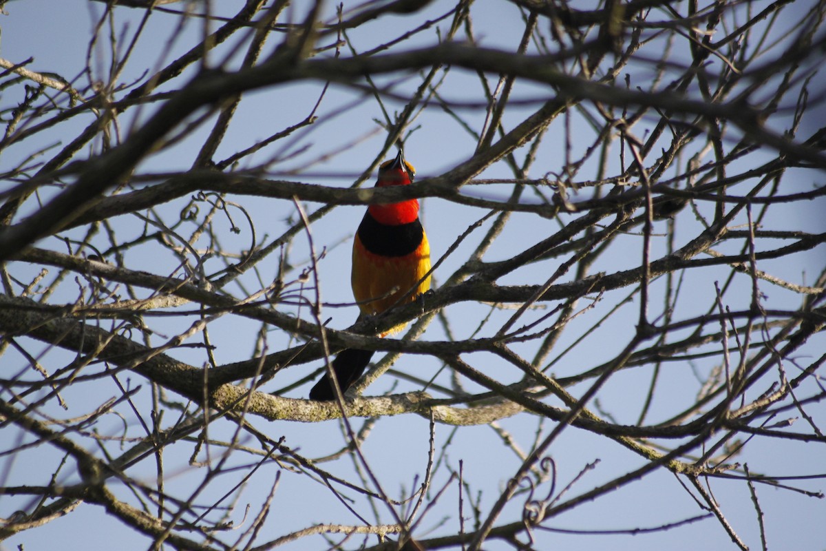 Four-colored Bushshrike (Four-colored) - ML609385394