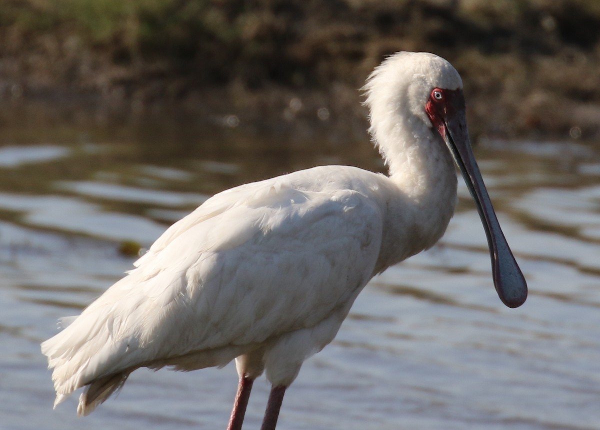 African Spoonbill - Jeffrey Anderson