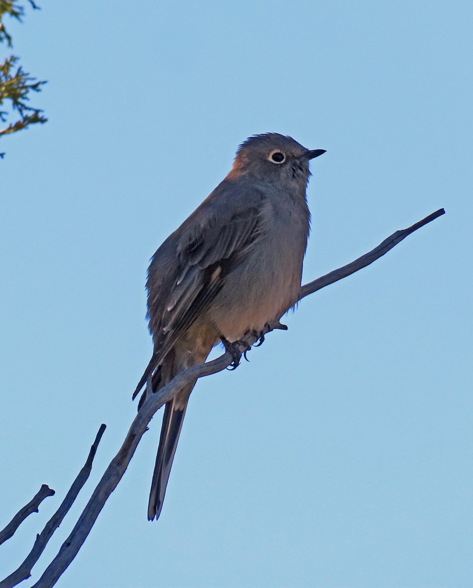 Townsend's Solitaire - ML609385480