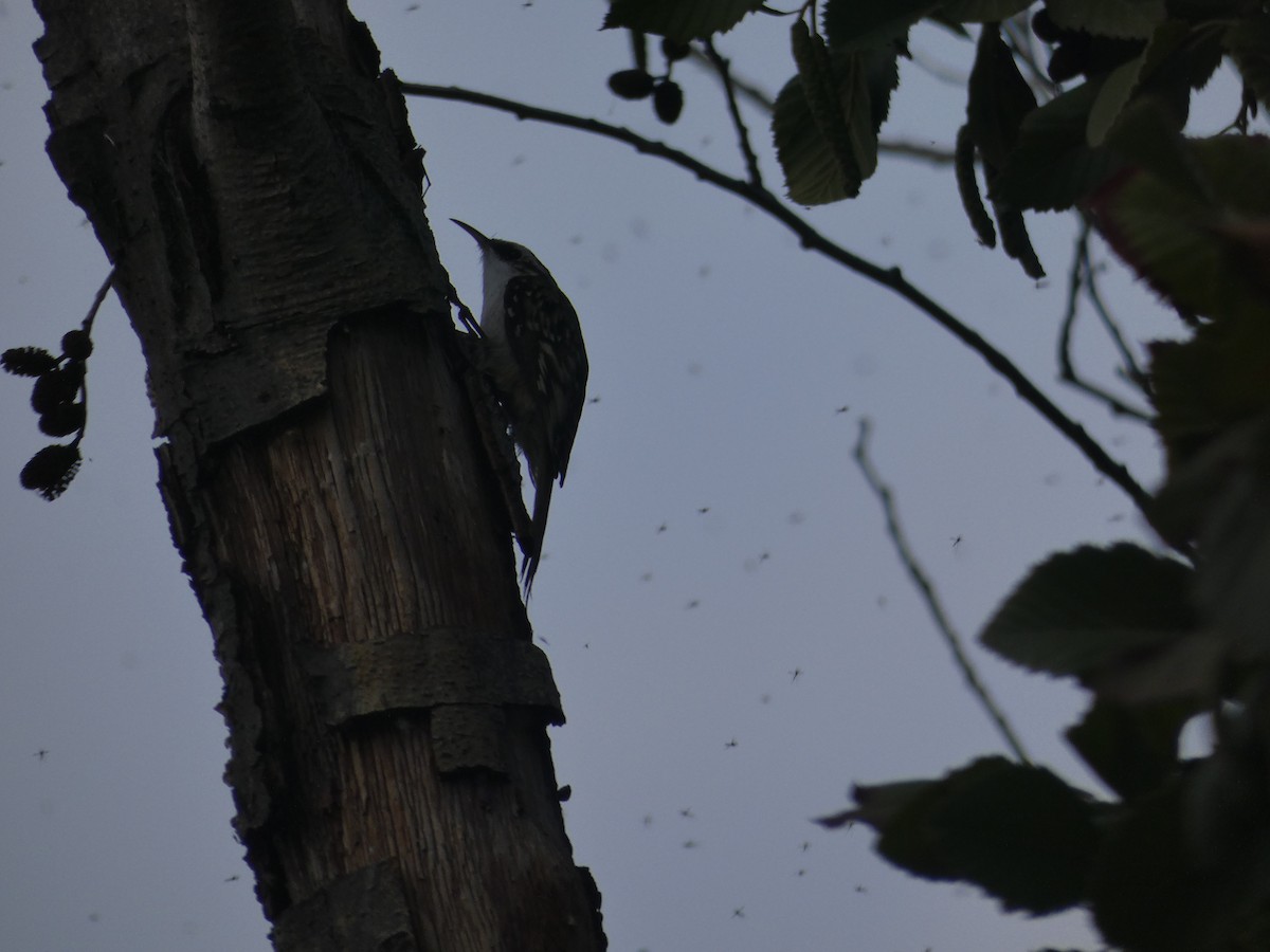 Brown Creeper - ML609385499