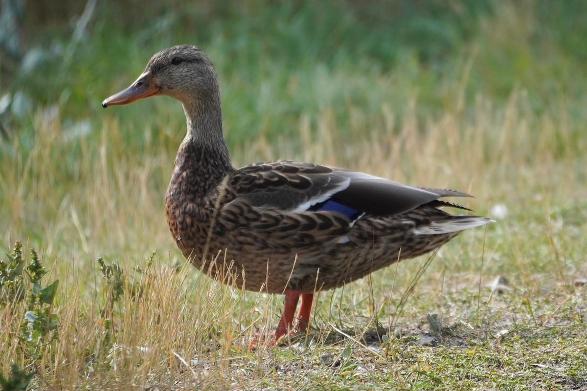 Mallard - ML609385689