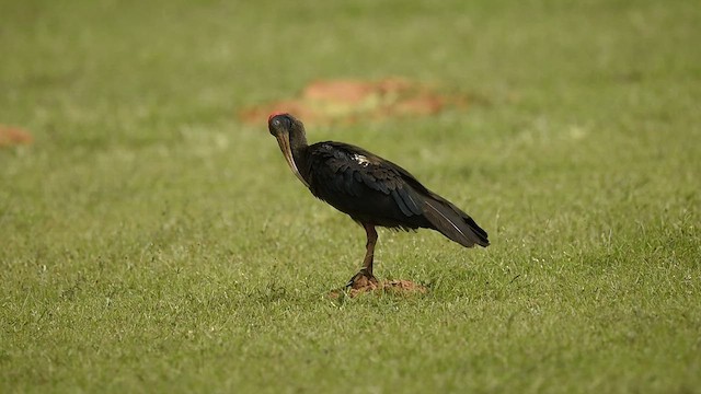 ibis bradavičnatý - ML609385831