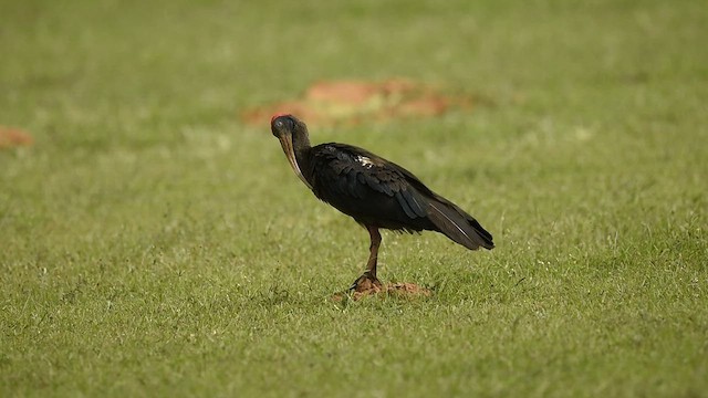 Red-naped Ibis - ML609385831