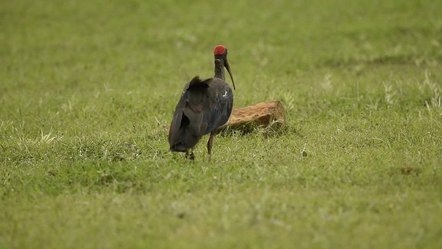 Red-naped Ibis - ML609385835