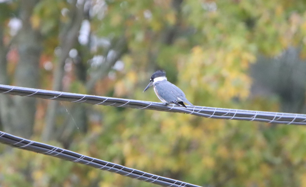 Belted Kingfisher - ML609385967