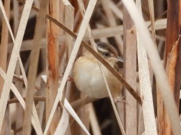 Marsh Wren - ML609386007