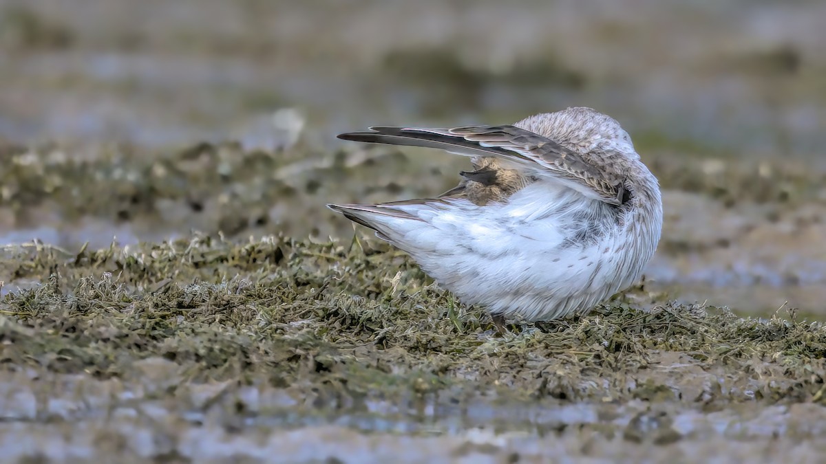 Dunlin - ML609386055