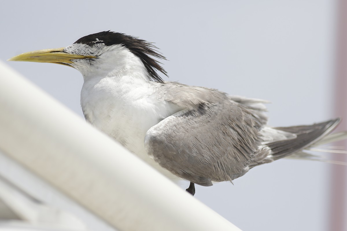 Great Crested Tern - ML609386057