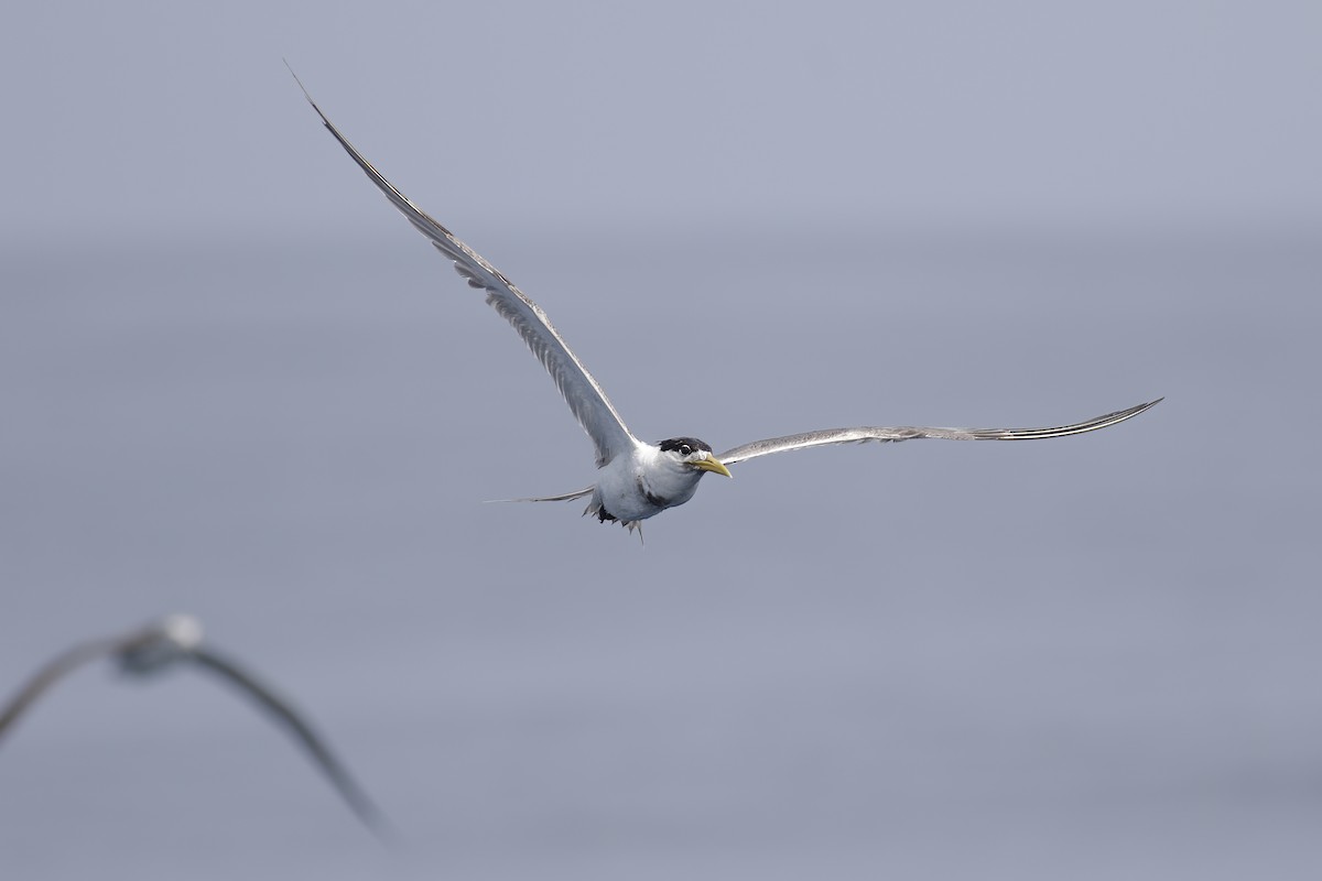 Great Crested Tern - u7 Liao