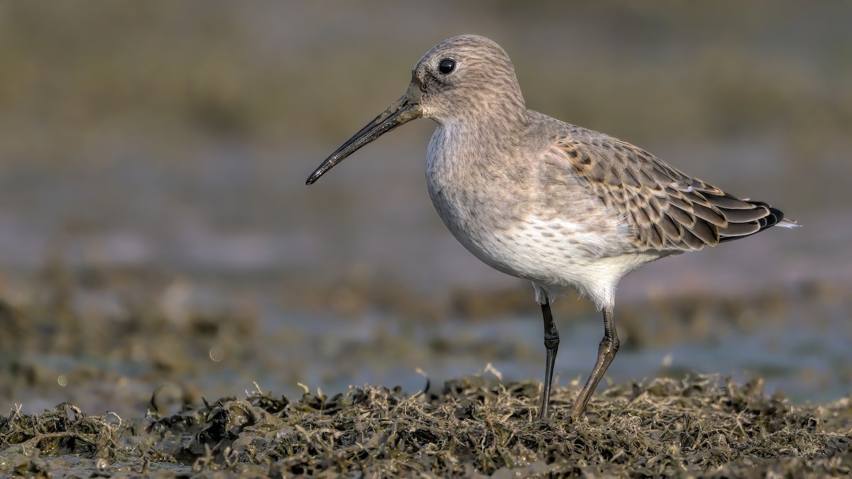 Dunlin - ML609386069