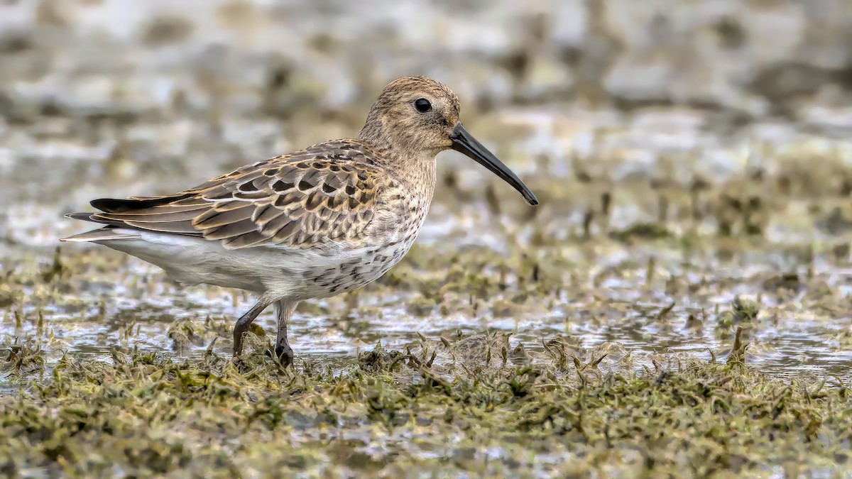 Dunlin - ML609386077