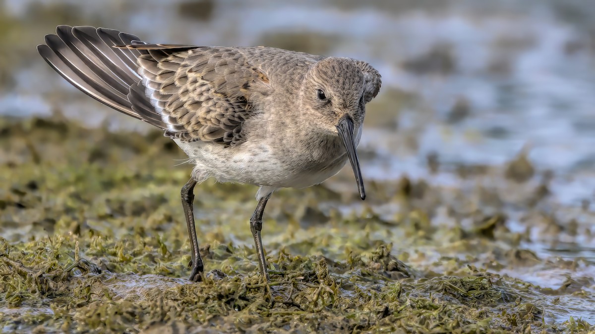 Dunlin - ML609386087
