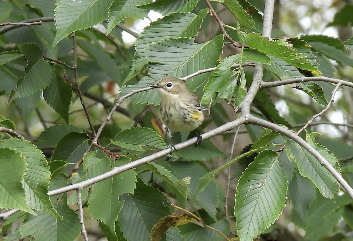 Yellow-rumped Warbler - Barb Stone