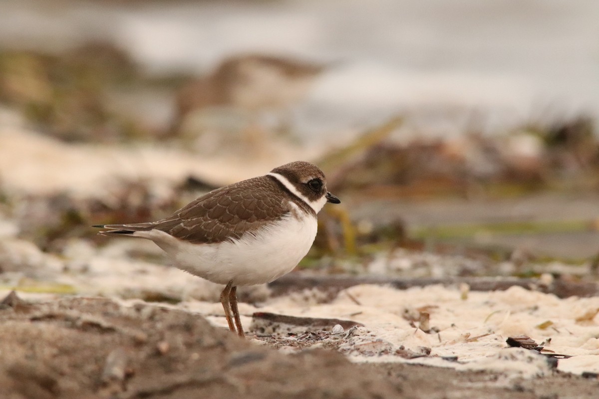 Semipalmated Plover - ML609386180