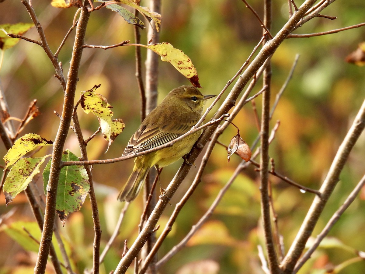 Palm Warbler - ML609386195