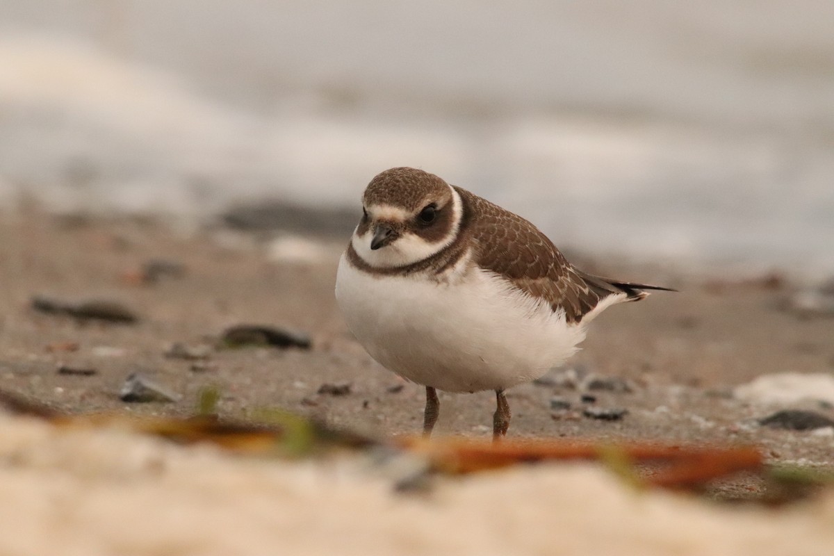 Semipalmated Plover - Yves Robichaud