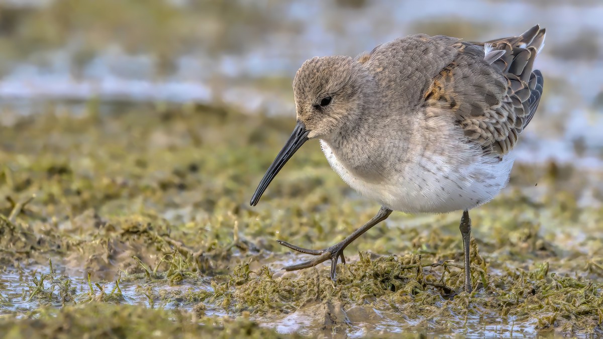 Dunlin - ML609386208