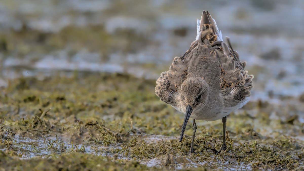 Dunlin - ML609386218