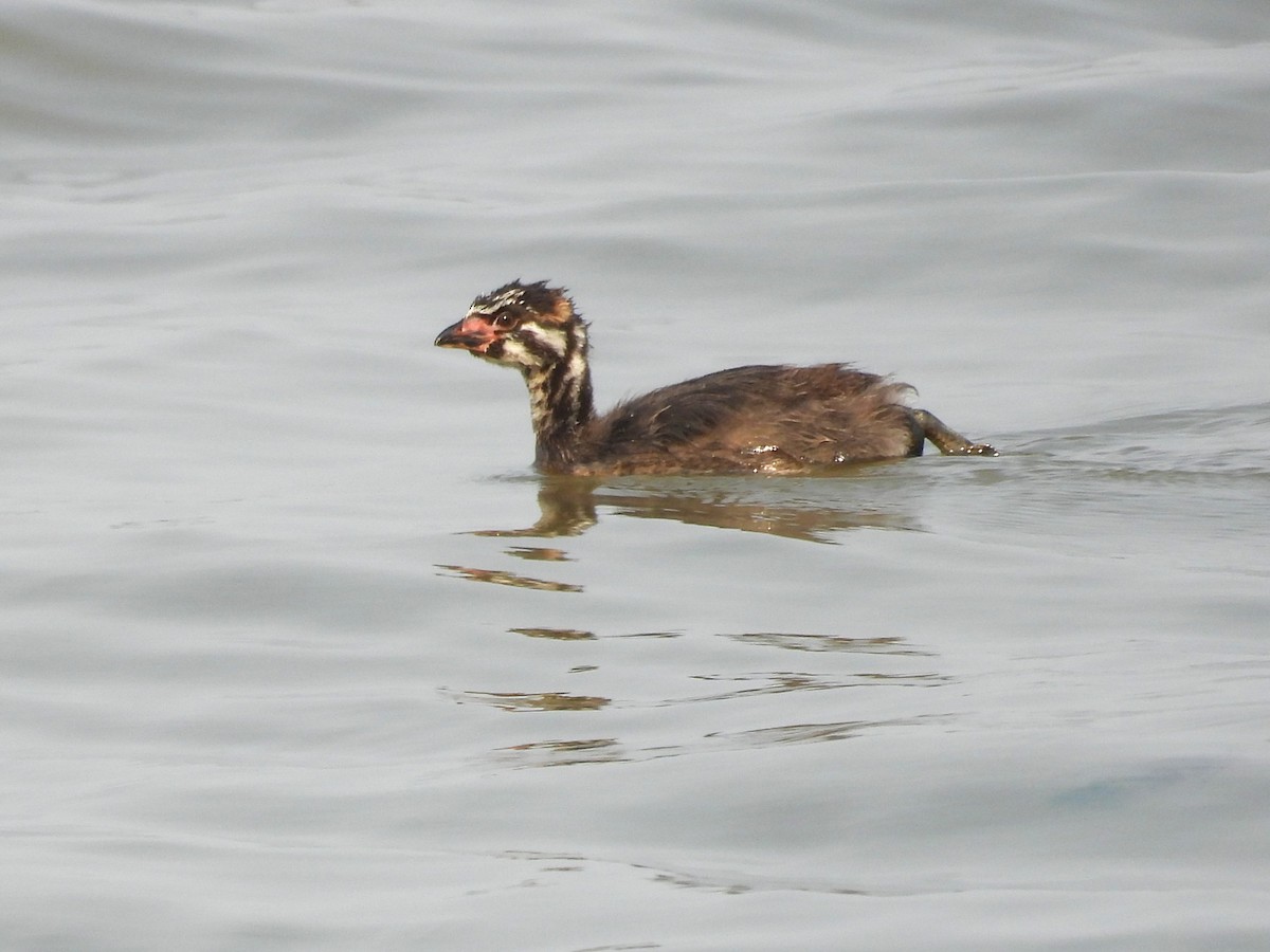 Pied-billed Grebe - ML609386290