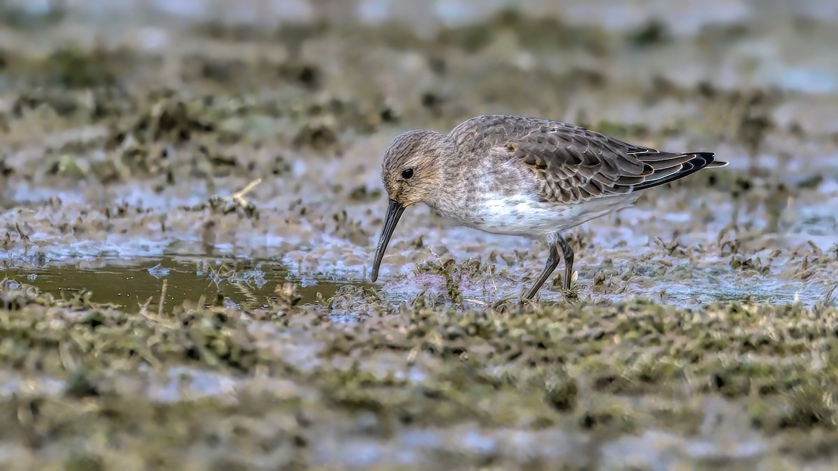 Dunlin - ML609386292