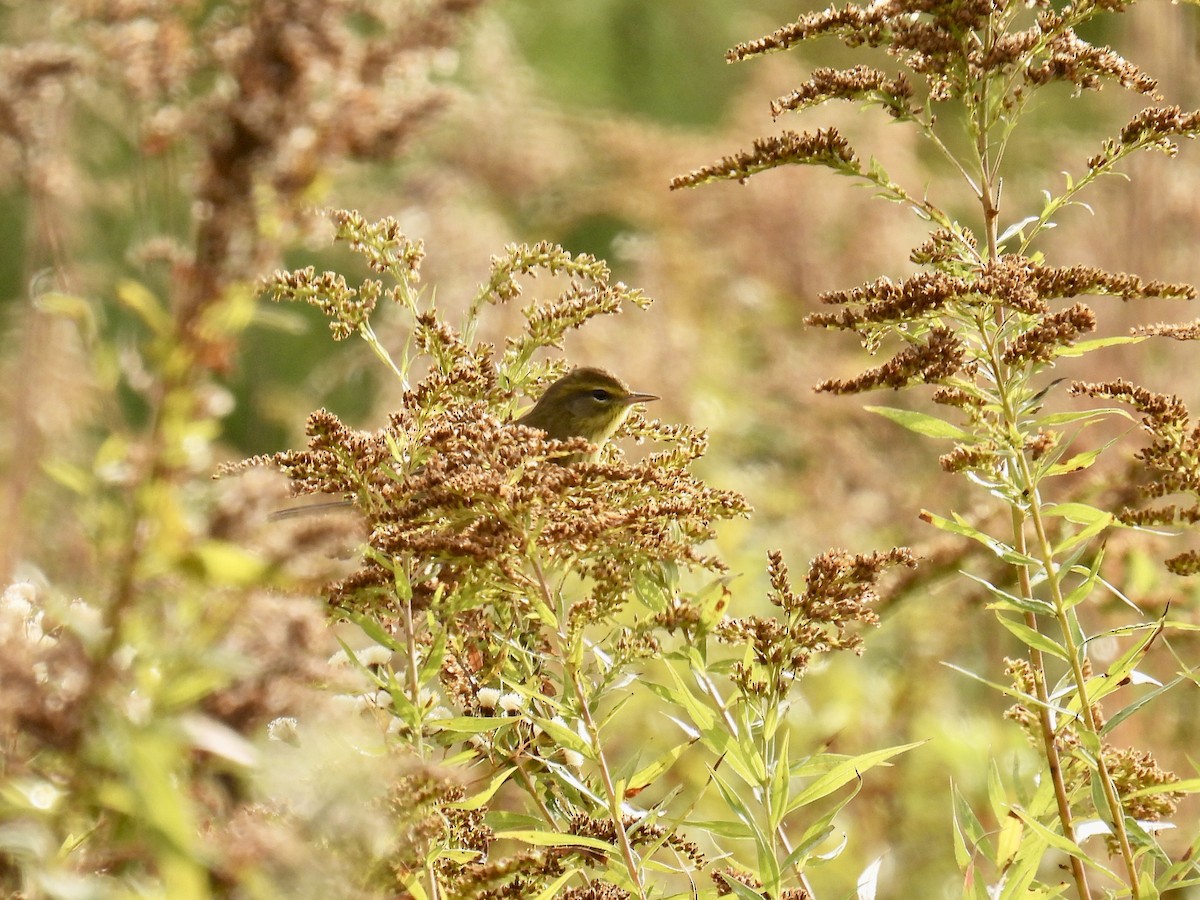 Palm Warbler - Jeanne Tucker