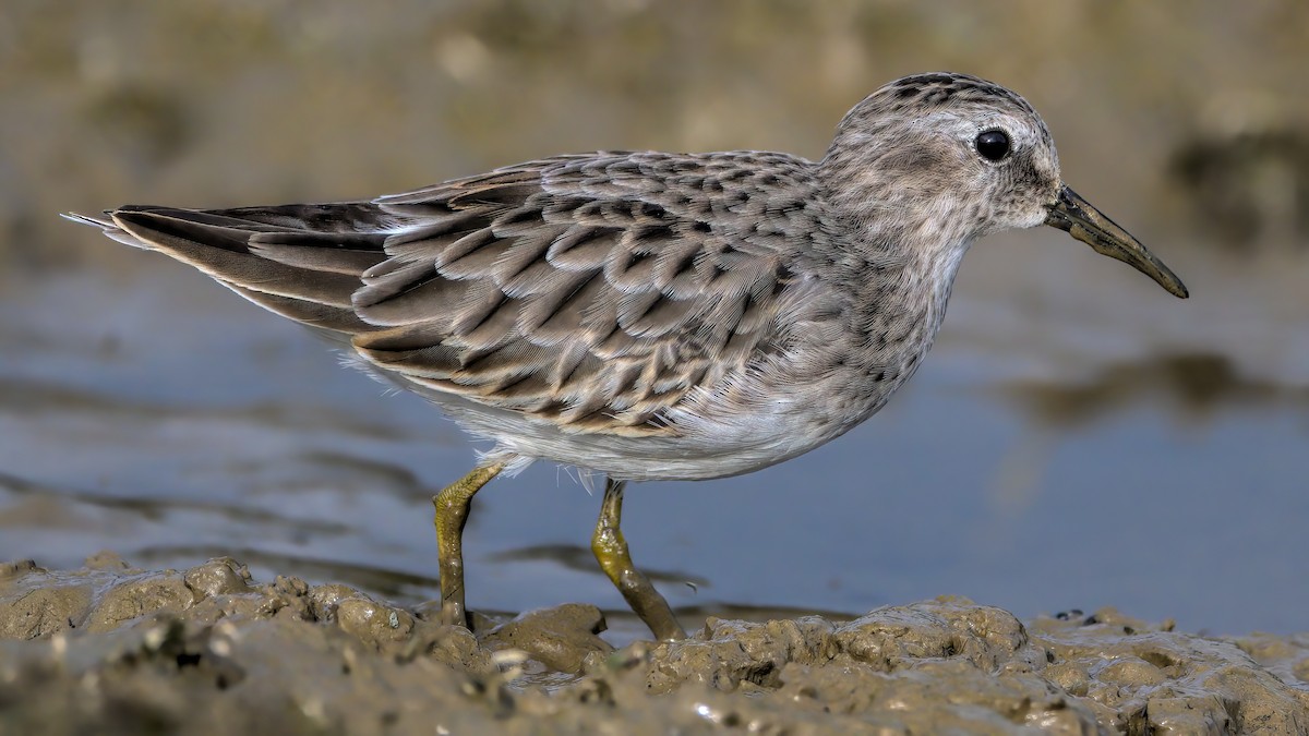 Least Sandpiper - ML609386301