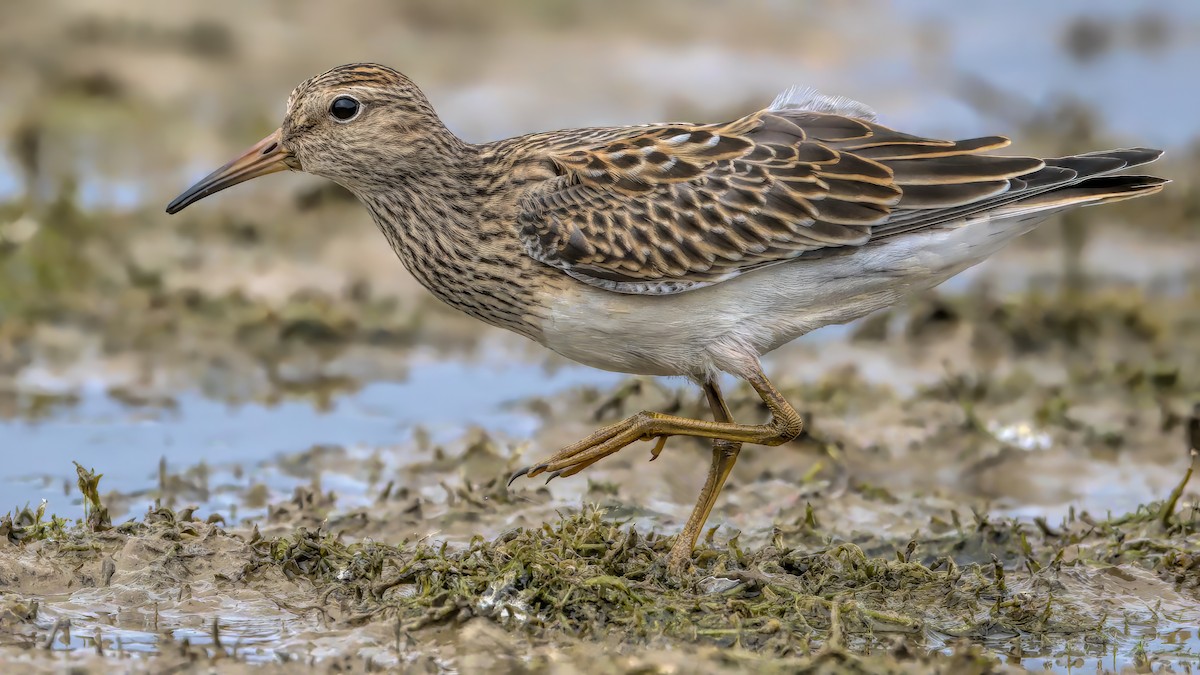 Pectoral Sandpiper - ML609386316