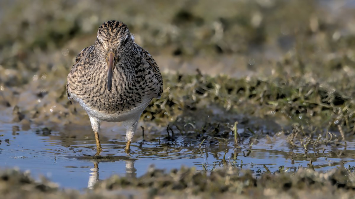 Pectoral Sandpiper - ML609386336