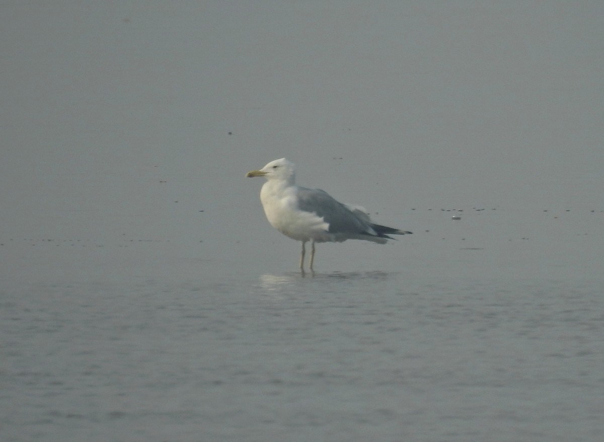Lesser Black-backed Gull - Abhijeet Rasal