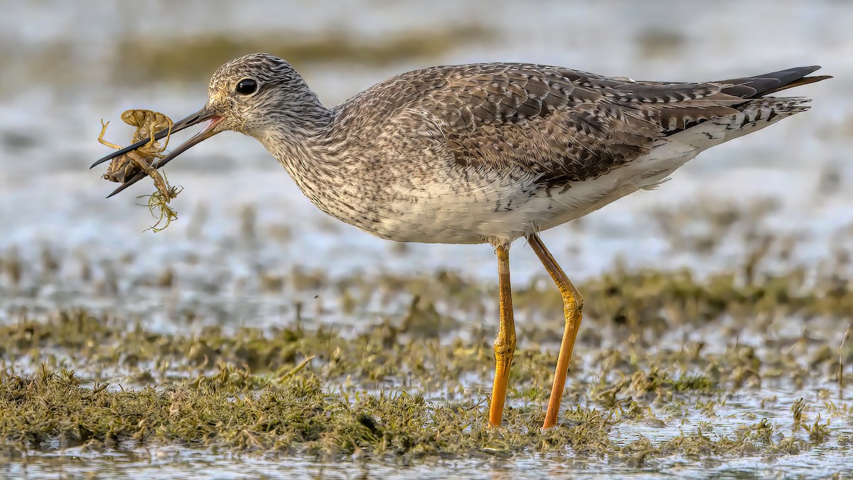 Greater Yellowlegs - ML609386343