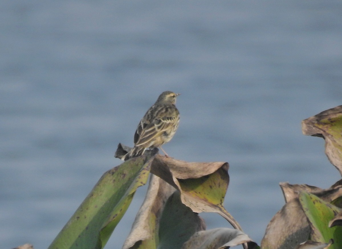 Rosy Pipit - ML609386350