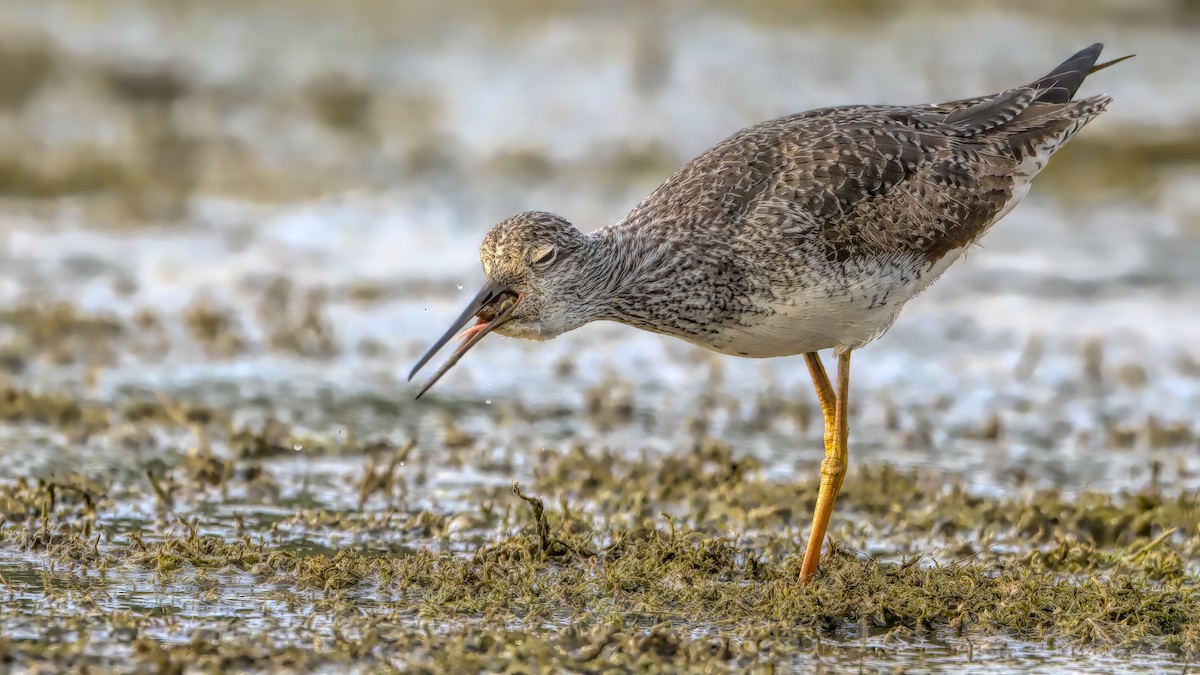 Greater Yellowlegs - ML609386351