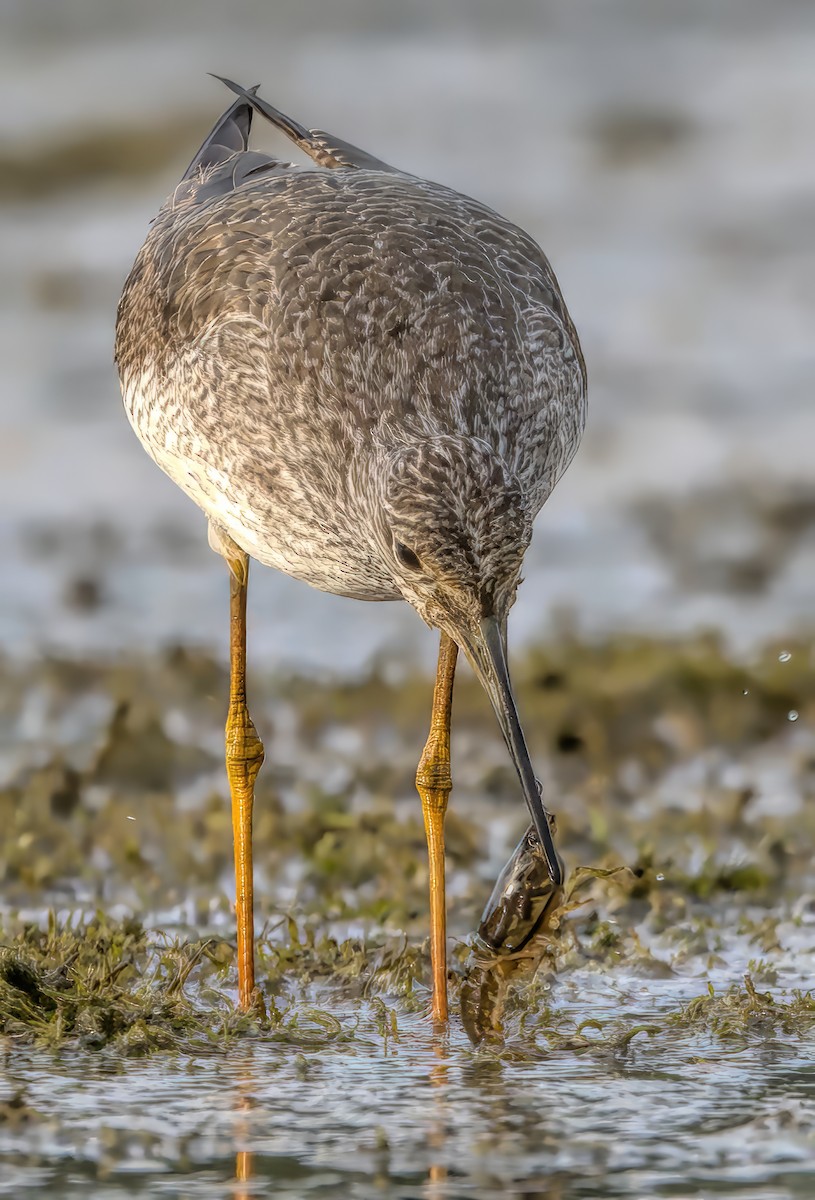 Greater Yellowlegs - ML609386378