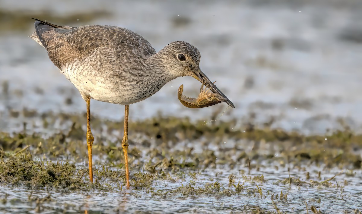 Greater Yellowlegs - ML609386385