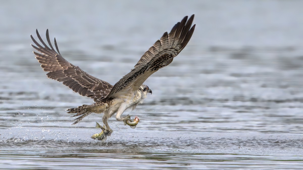 Osprey - ML609386393