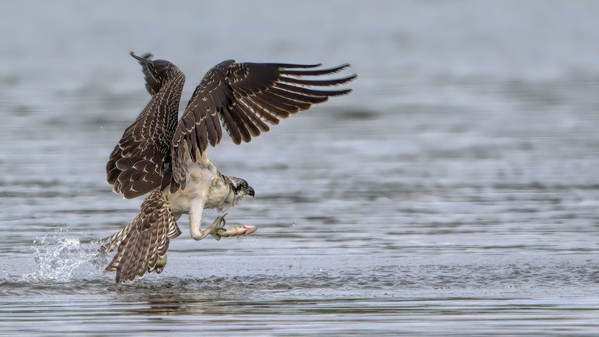 Osprey - ML609386400
