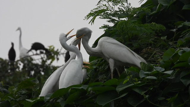 中白鷺 - ML609386410