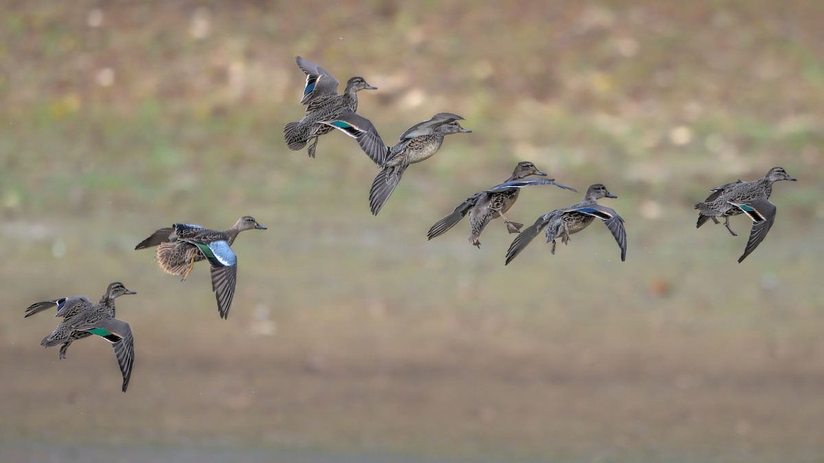 Green-winged Teal - ML609386430