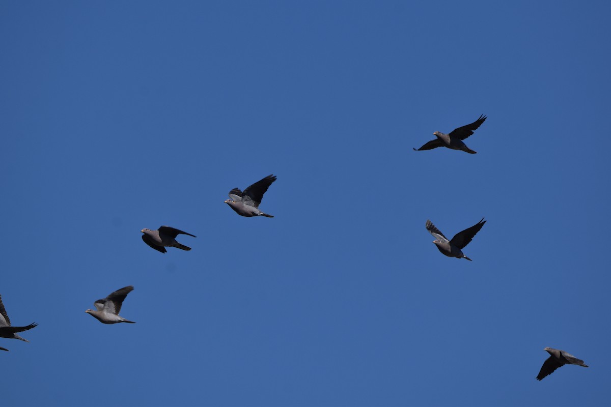Band-tailed Pigeon - ML609386478