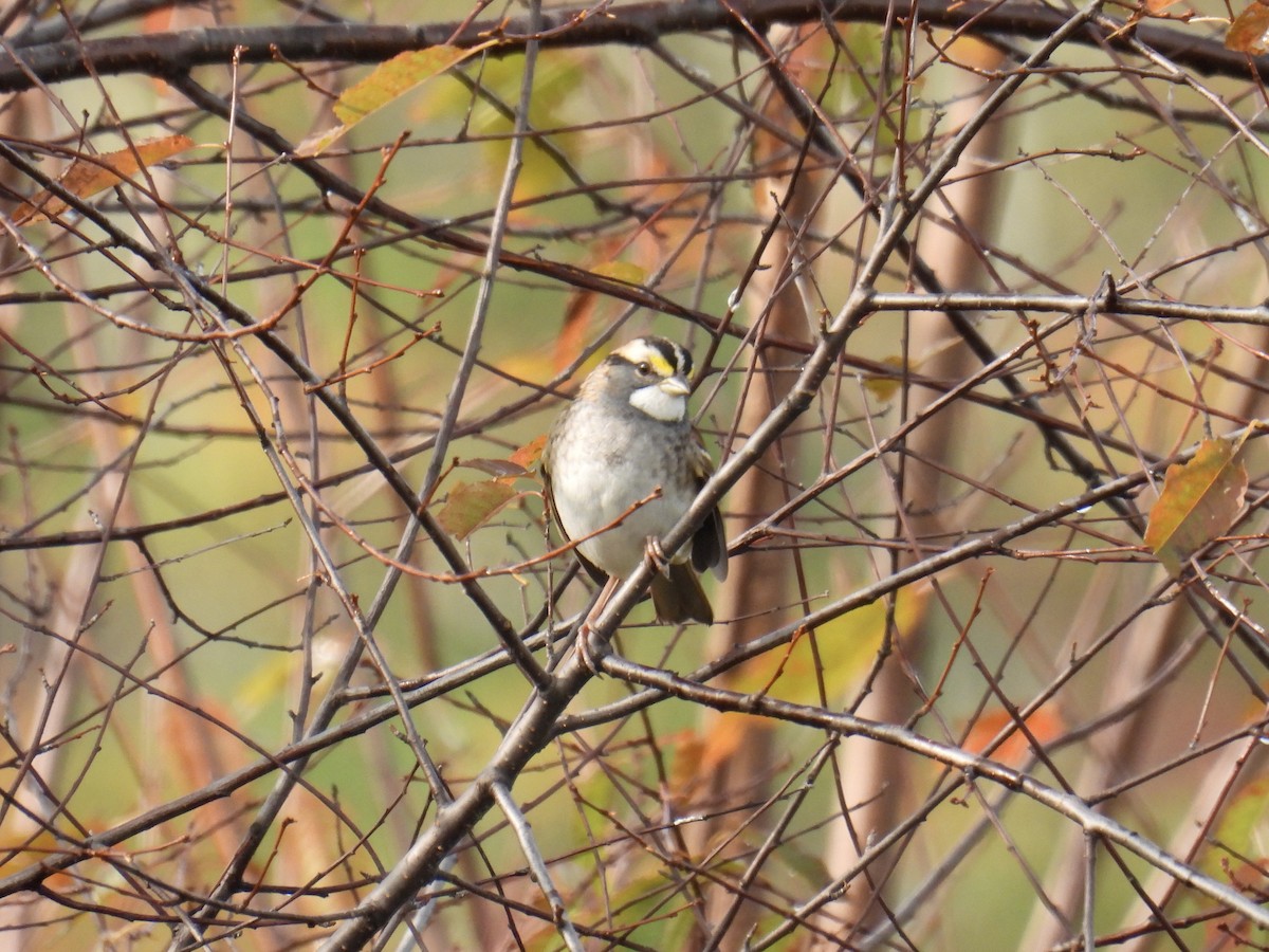 White-throated Sparrow - ML609386479