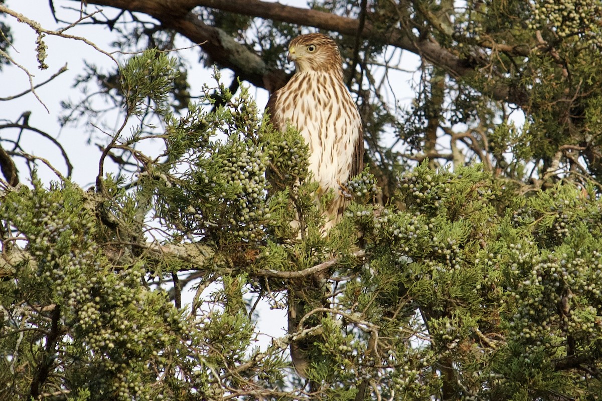 Cooper's Hawk - Mark Pellegri