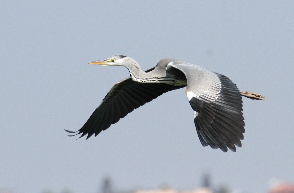 Gray Heron - ML609386576