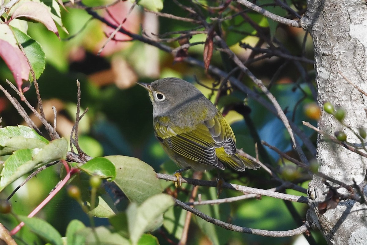 Nashville Warbler - ML609386856