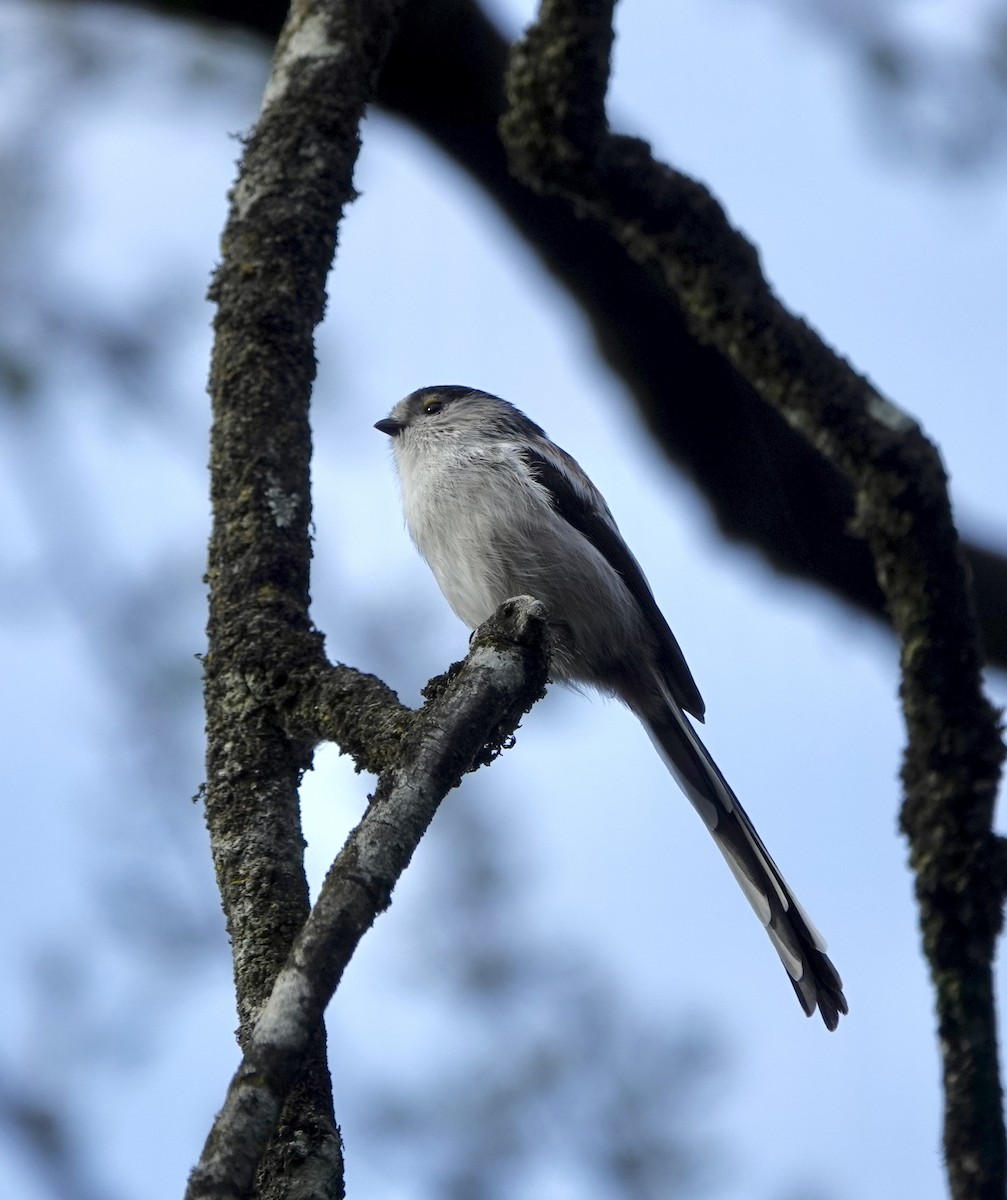 Long-tailed Tit - Daniel Winzeler