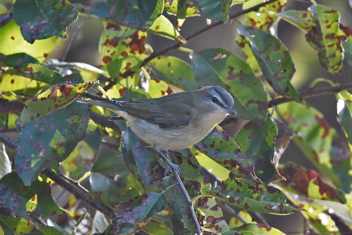 Red-eyed Vireo - ML609386894