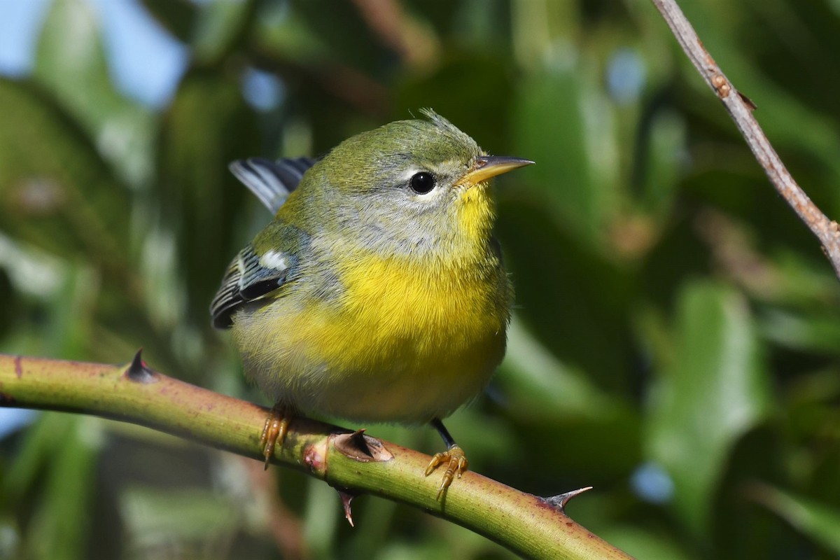 Northern Parula - ML609387029