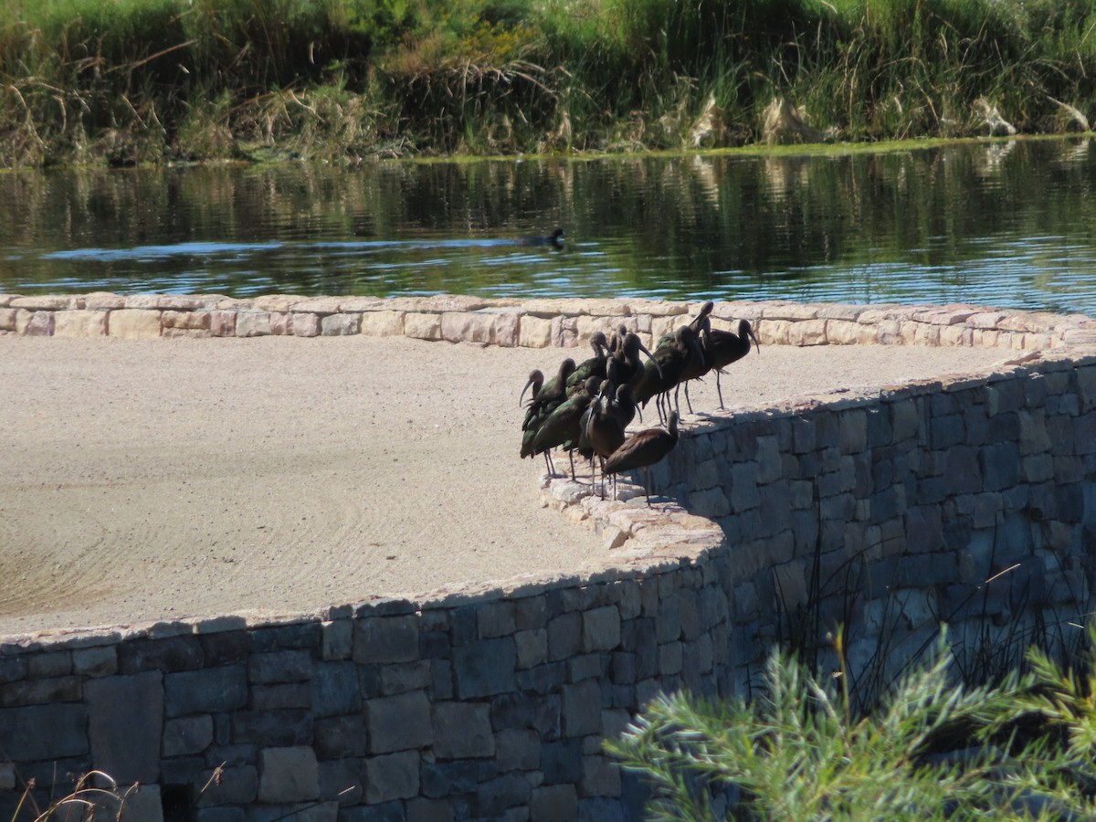 White-faced Ibis - ML609387065