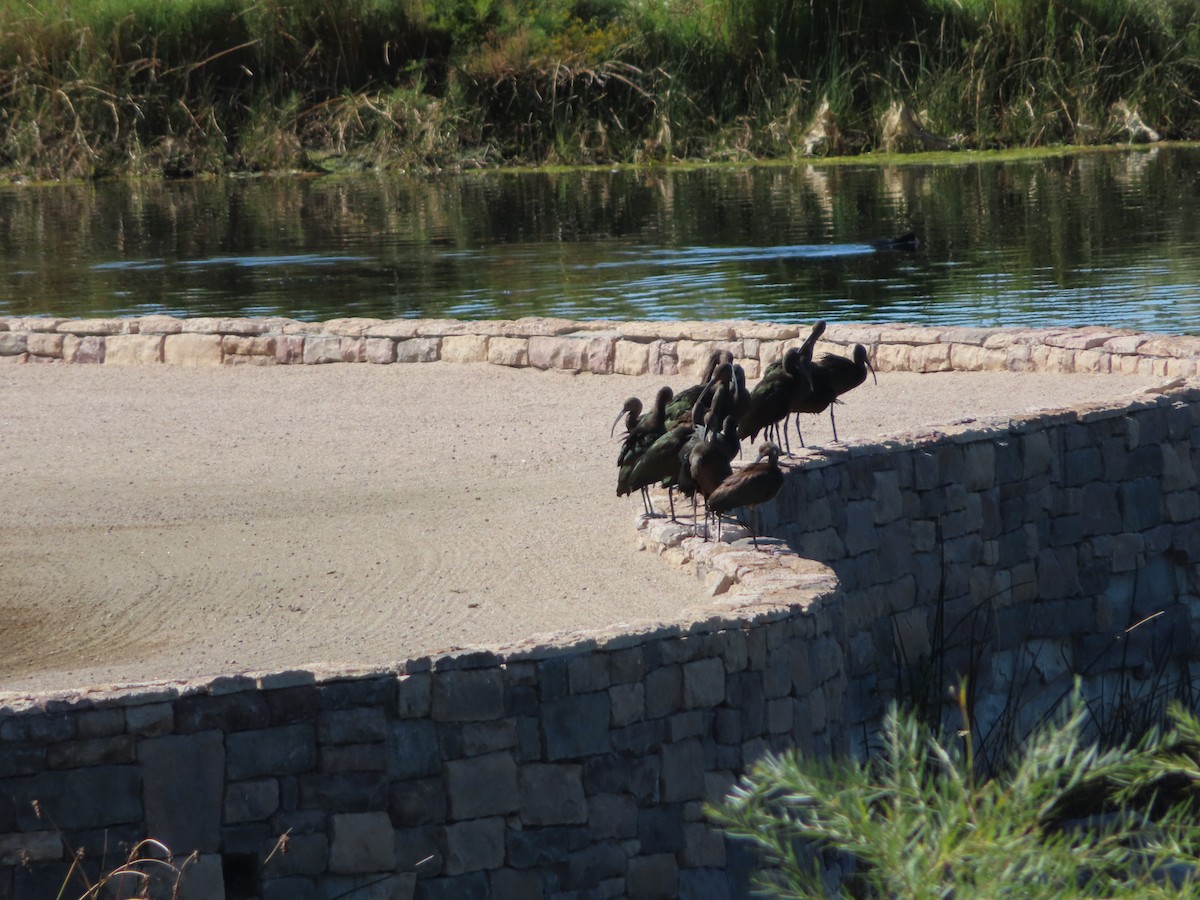 White-faced Ibis - ML609387066